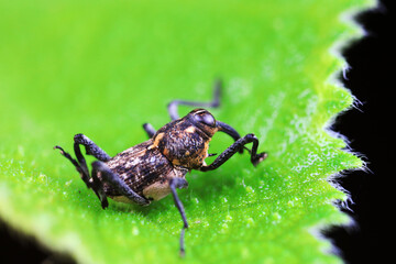 Weevil on wild plants, North China