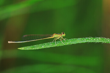 damselfly, a dragonfly insect, North China