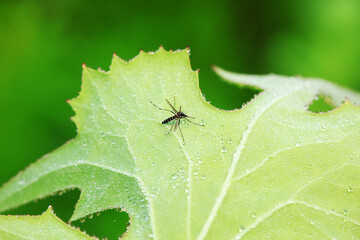 mosquito insect in the wild, North China