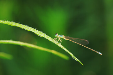 damselfly, a dragonfly insect, North China