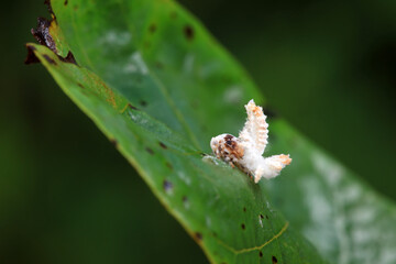 Hemiptera wax Cicadellidae insects on wild plants, North China