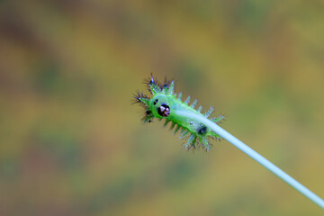 Lepidoptera larvae in the wild, North China