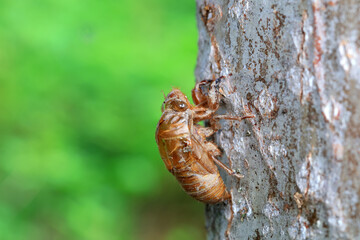 Leaf cicada on wild plants, North China