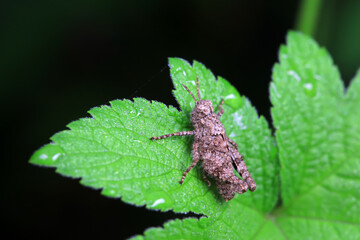 Locusts perch on weeds in North China