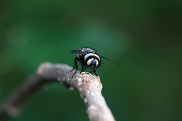 Flies on wild plants, North China