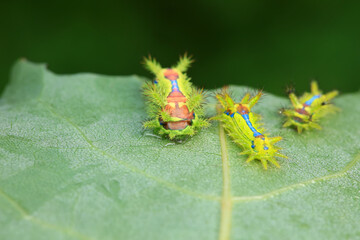 Lepidoptera larvae in the wild, North China
