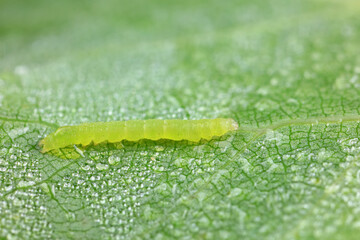 Lepidoptera larvae in the wild, North China