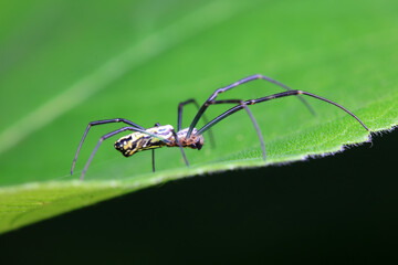 Spiders in the wild, North China