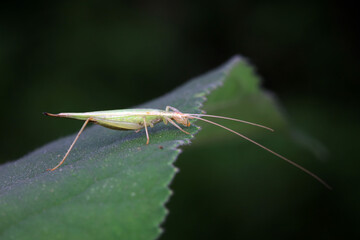 Tree cricket on wild plants, North China