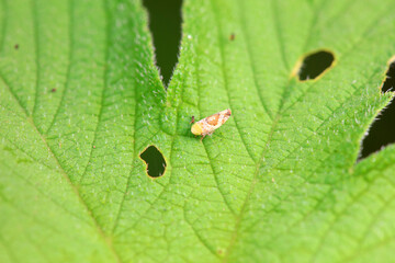 Leaf cicada on wild plants, North China