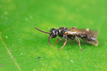 Leaf bee larvae on wild plants, North China
