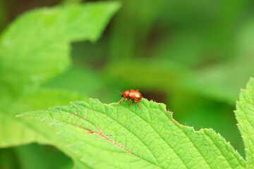 Leaf beetle on wild plants, North China