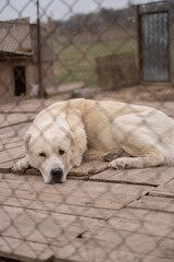 sad dog puppies locked in the metal cage. homeless dog in the dog shelter behind the cage
