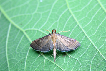 Lepidoptera insects in the wild, North China