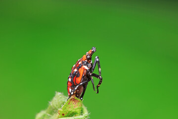 Hemiptera wax Cicadellidae insects on wild plants, North China