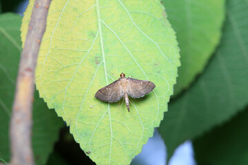 Lepidoptera insects in the wild, North China