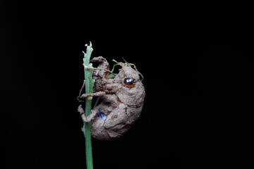 Leaf cicada on wild plants, North China