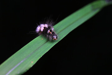 Lepidoptera larvae in the wild, North China