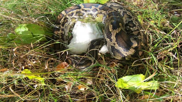 Close-up of a large spotted python snake in the grass, swallowing its prey. Boa constrictor wants to eat chicken. The largest snake in the wild.	
