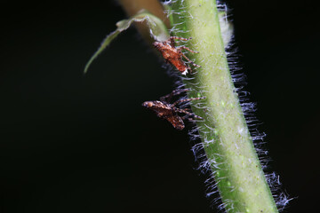 Hemiptera wax Cicadellidae insects on wild plants, North China