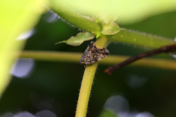 Hemiptera wax Cicadellidae insects on wild plants, North China