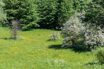 Fototapeta na wymiar Nature landscape in the regional park Wolfsputten in Dilbeek, Belgium.