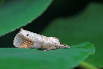 Lepidoptera insects in the wild, North China