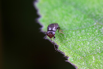 Flies on wild plants, North China