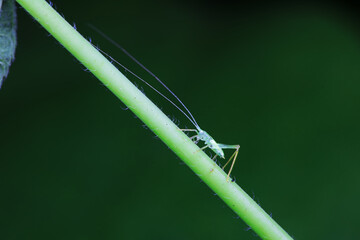 Katydid nymphs in the wild, North China