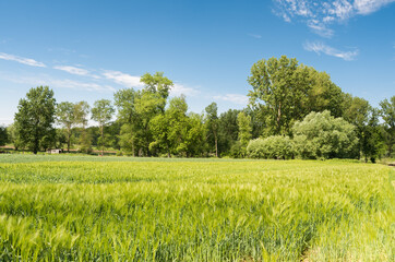 Green meadow with blooming grasses and trees at the Flemish countryside around Gooik, Belgium