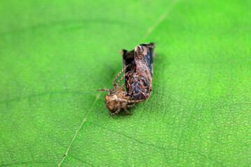 Hemiptera wax Cicadellidae insects on wild plants, North China