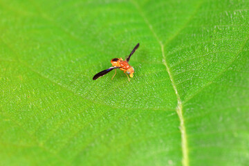 Flies on wild plants, North China