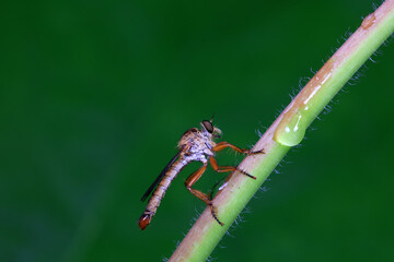 Insectivorous Gadfly in the wild, North China
