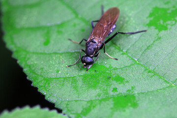 Gadfly on wild plants, North China
