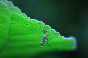 mosquito insect in the wild, North China