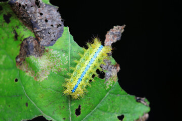 Lepidoptera larvae in the wild, North China