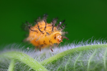 Ladybugs on wild plants, North China