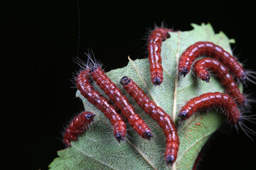 Lepidoptera larvae in the wild, North China