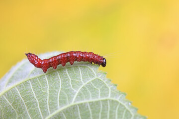 Lepidoptera larvae in the wild, North China