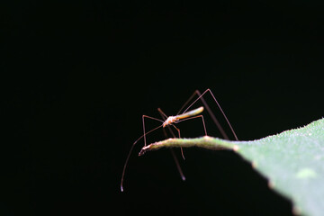Hemiptera bugs in the wild, North China