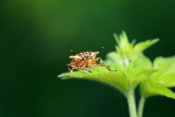 Hemiptera bugs in the wild, North China