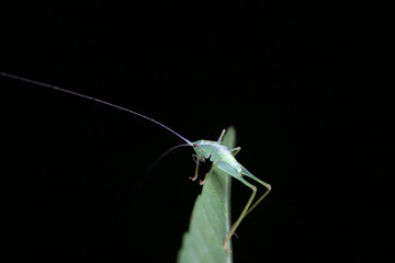 Katydid nymphs in the wild, North China