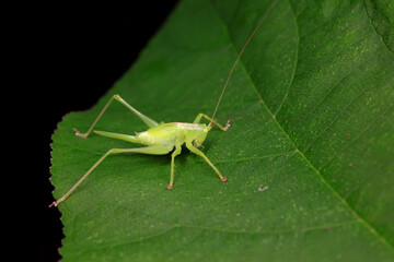 Katydid nymphs in the wild, North China