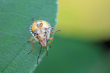 Hemiptera bugs in the wild, North China