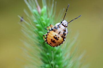 Hemiptera bugs in the wild, North China