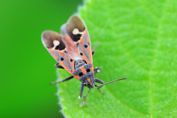 Hemiptera bugs in the wild, North China
