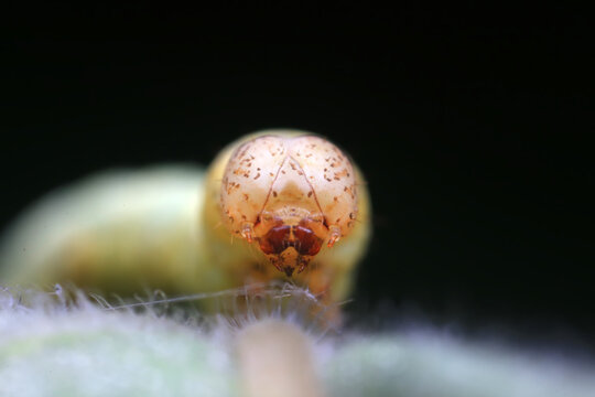Lepidoptera larva inchworm in the wild, North China