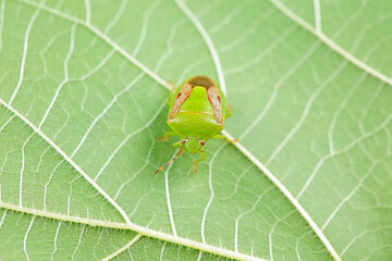 Hemiptera bugs in the wild, North China