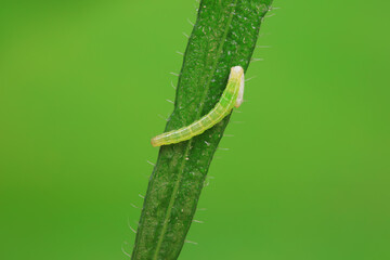 Lepidoptera larvae in the wild, North China