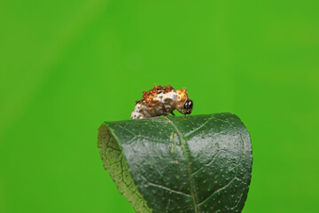 Lepidoptera larvae in the wild, North China